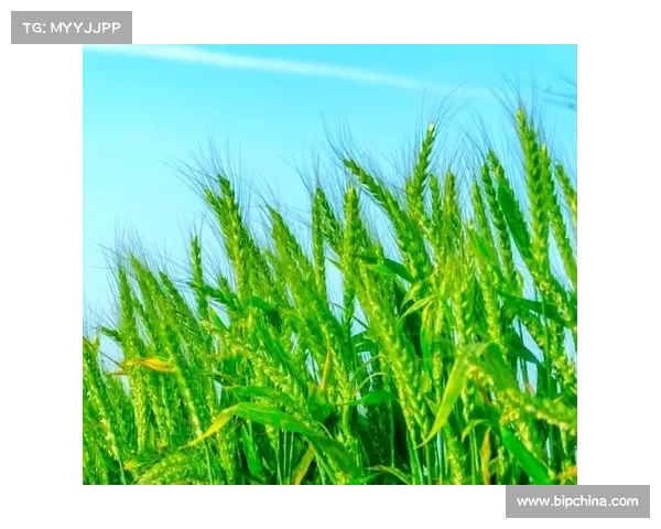 在小满时节感受大自然的馈赠五种纯粹体验 在小满时节感受大自然的馈赠五种纯粹体验